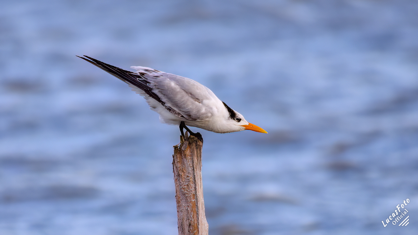 Royal Tern