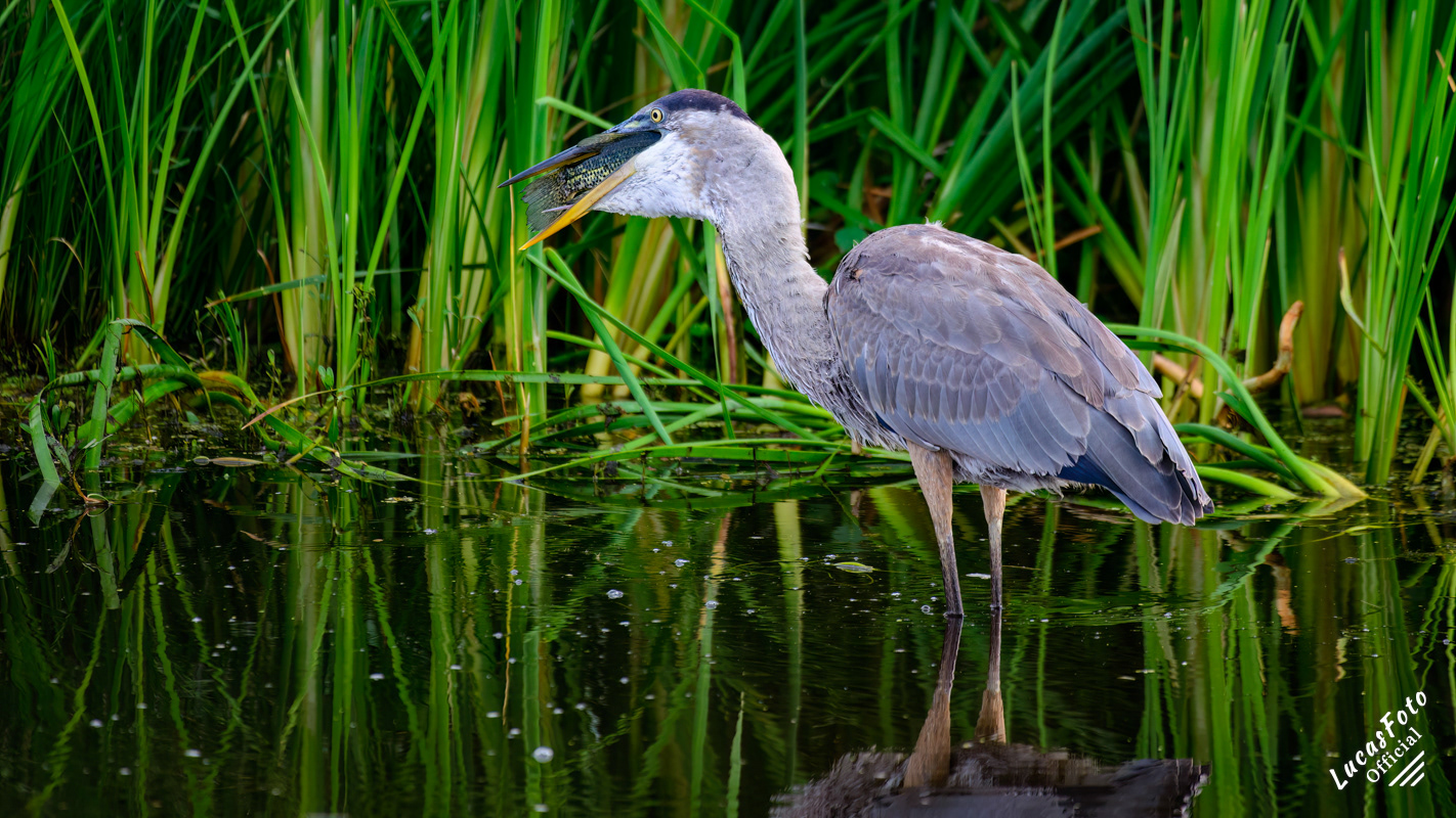 Great Blue Heron
