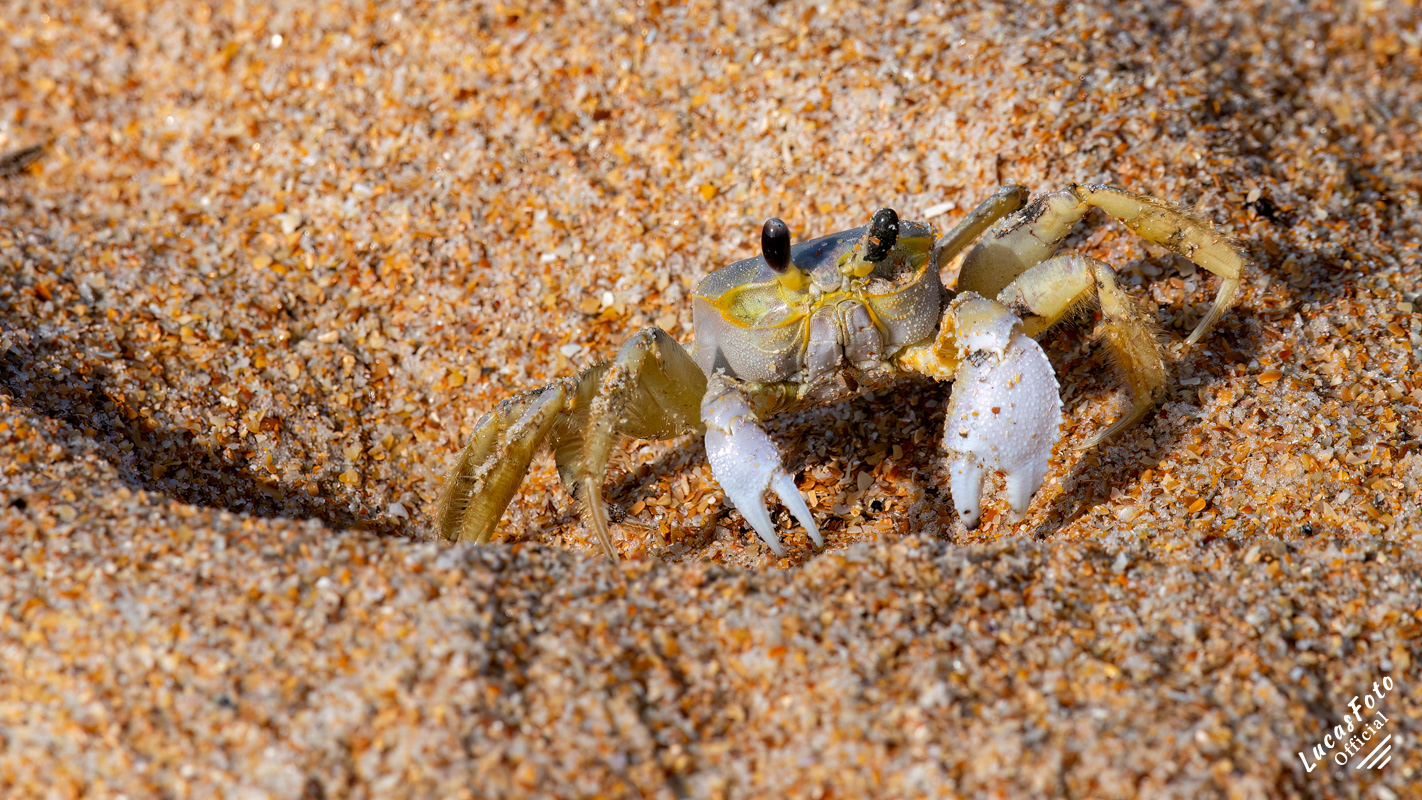 Ghost Crab