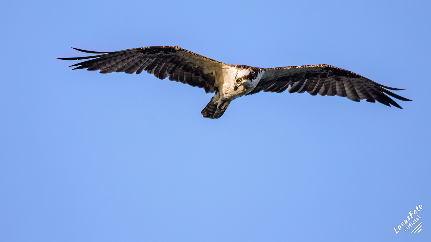 Osprey