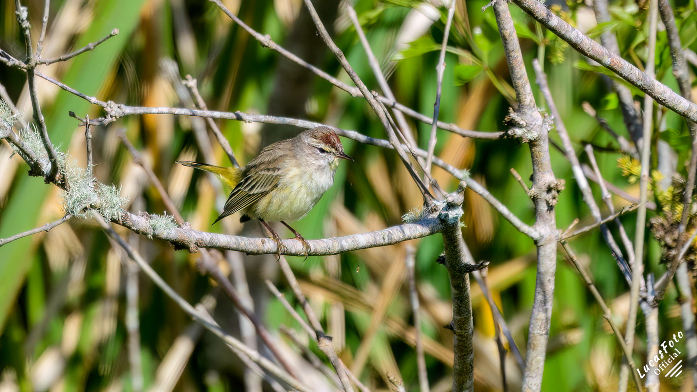 Palm Warbler