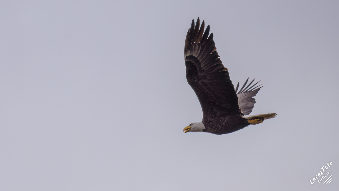 Bald Eagle