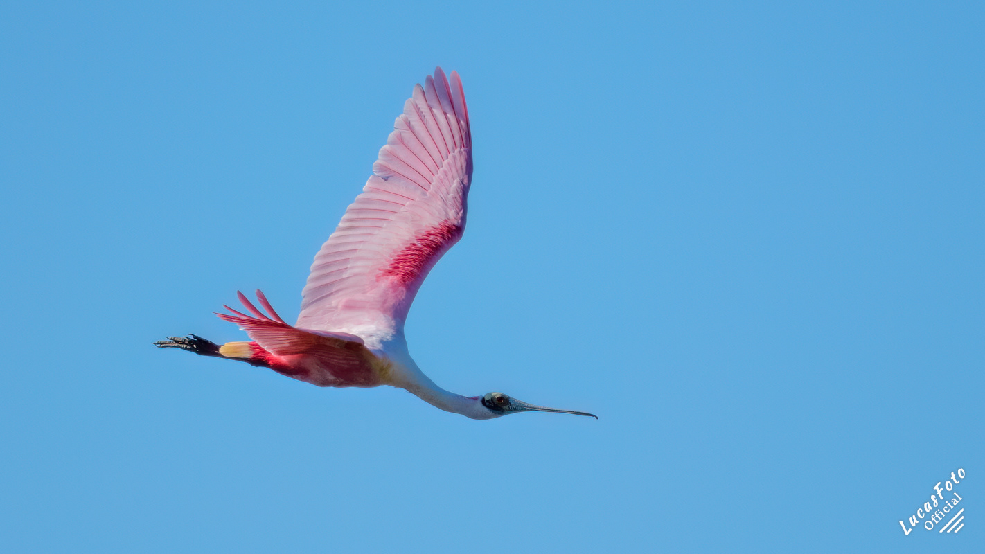 Roseate Spoonbill
