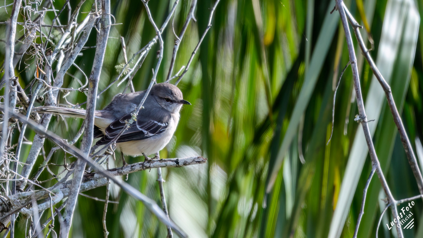 Northern Mockingbird