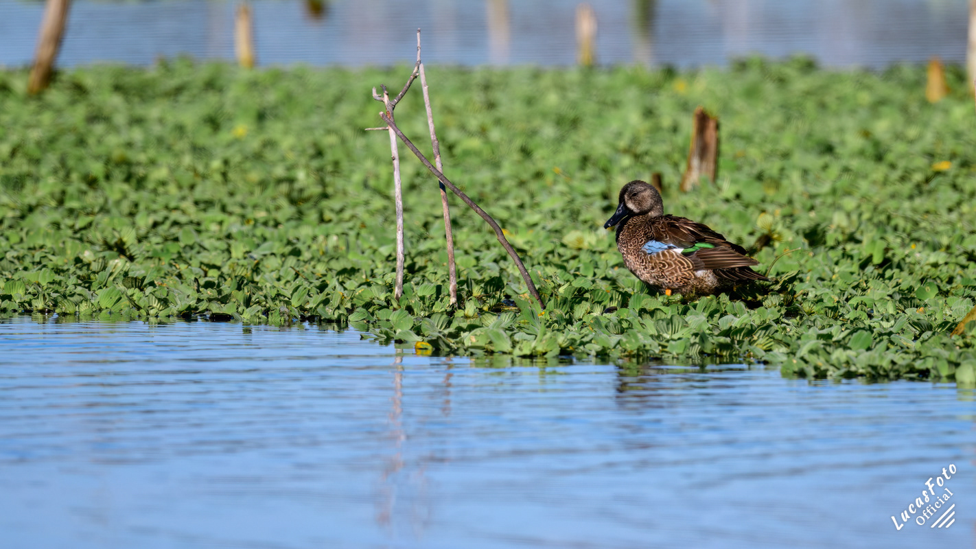 Blue-winged Teal