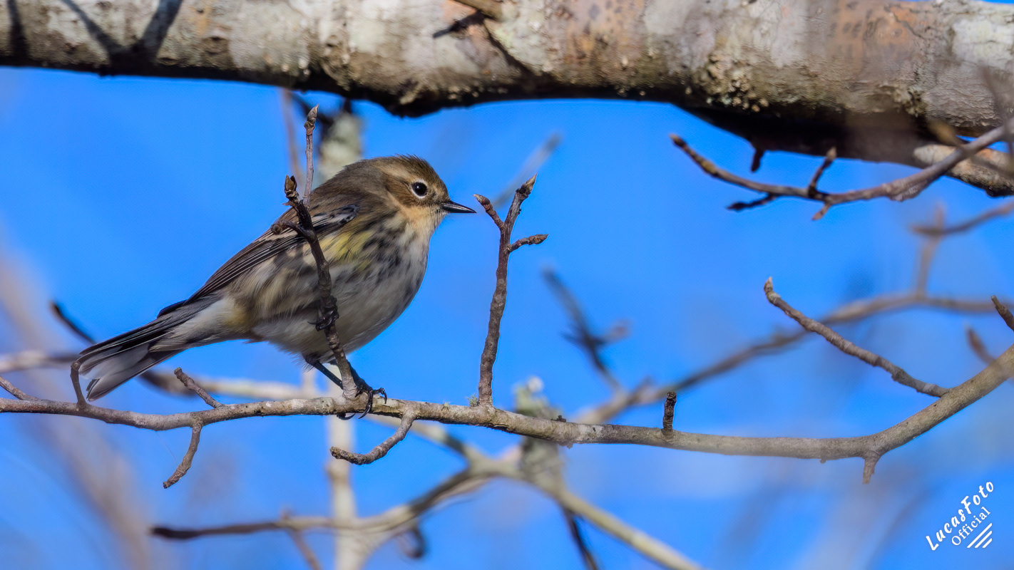 Yellow-rumped Warbler