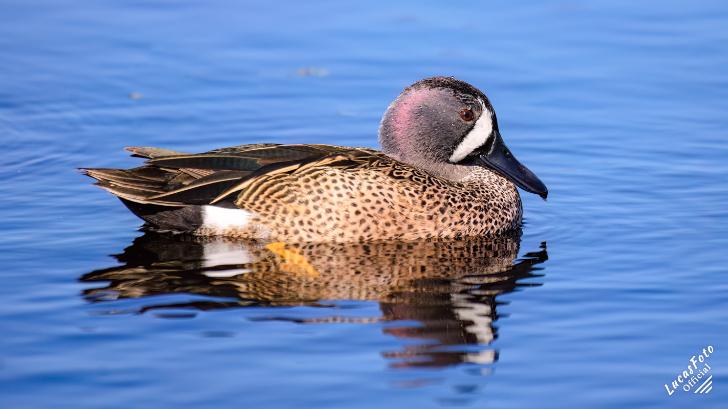 Blue-winged Teal