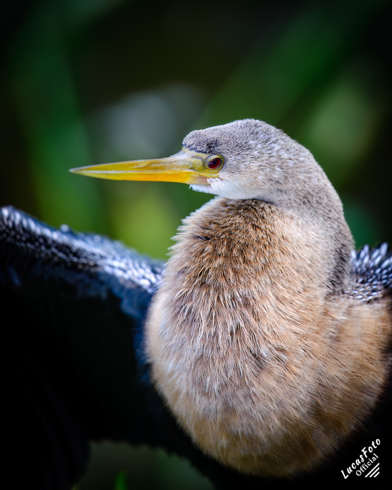 Anhinga