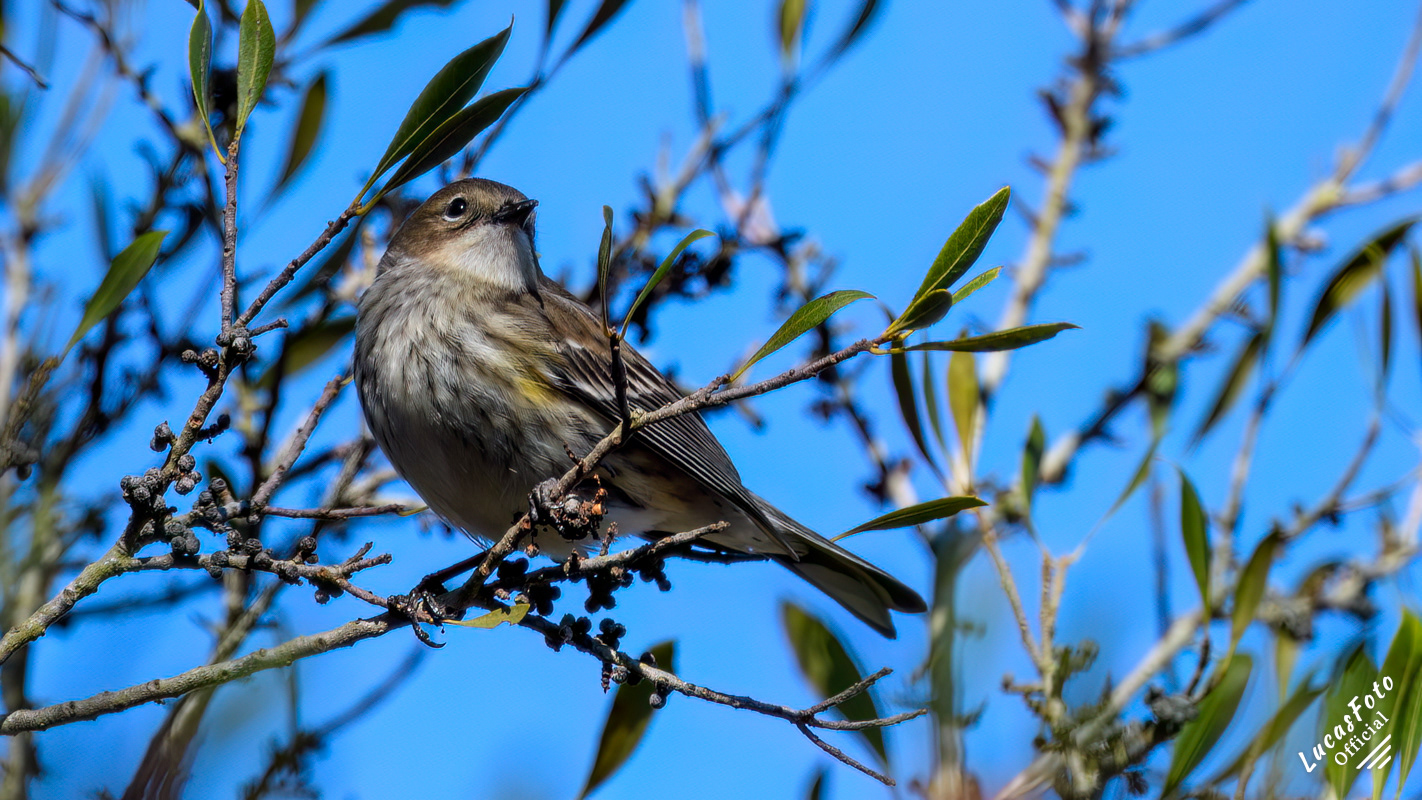 Yellow-rumped Warbler