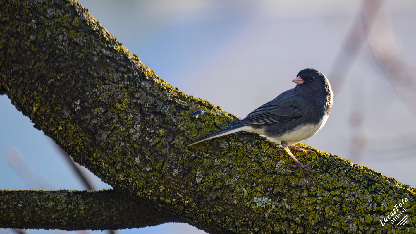 Dark-eyed Junco