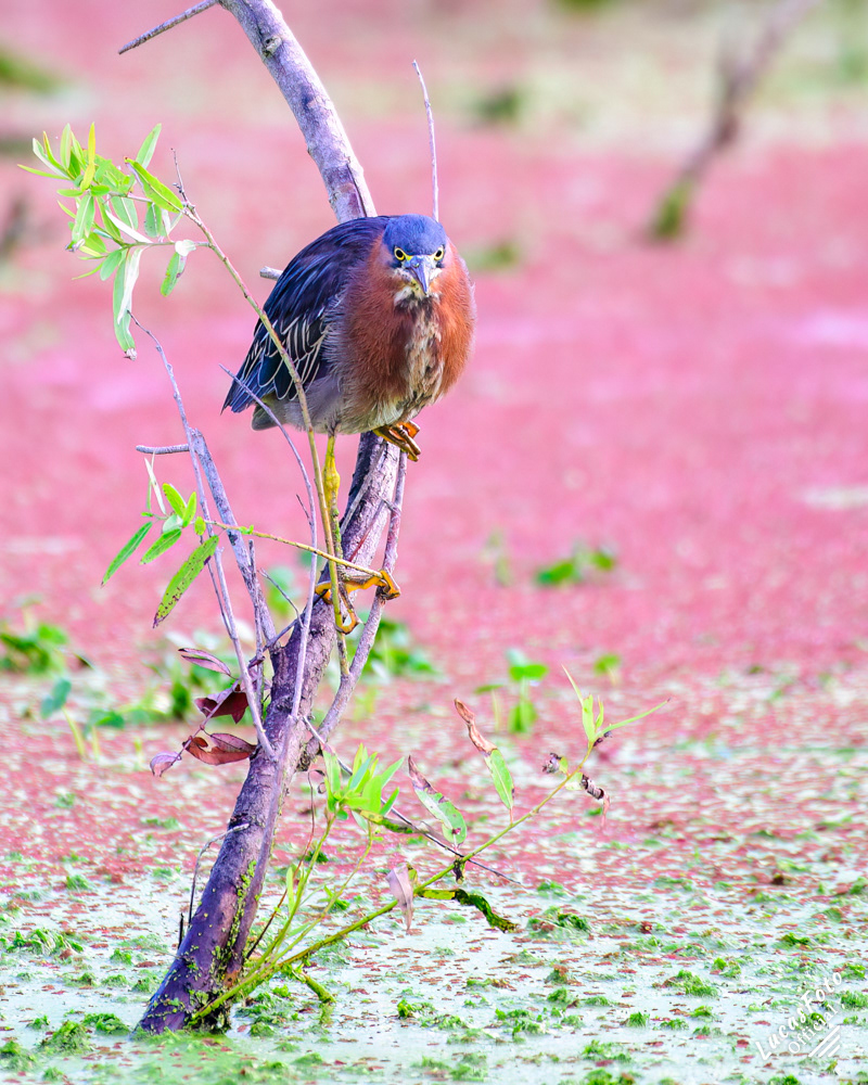 Green Heron