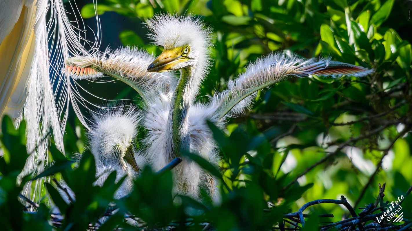 Great Egret
