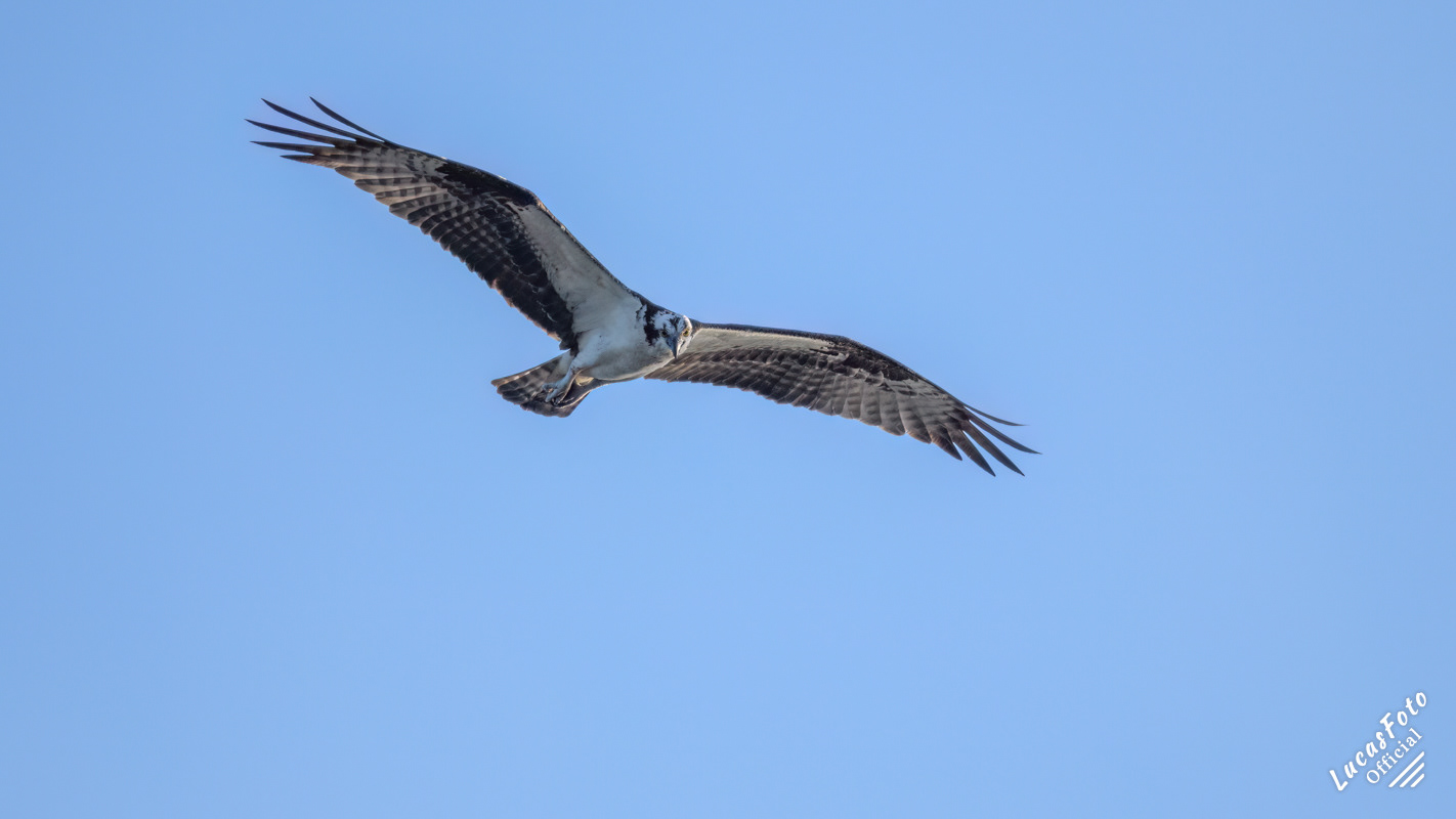 Osprey