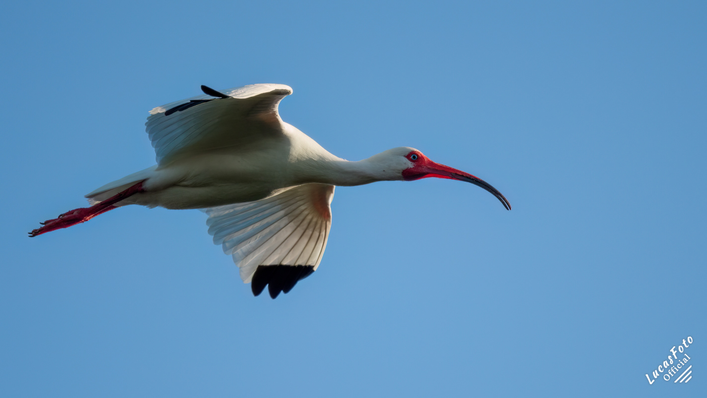 White Ibis