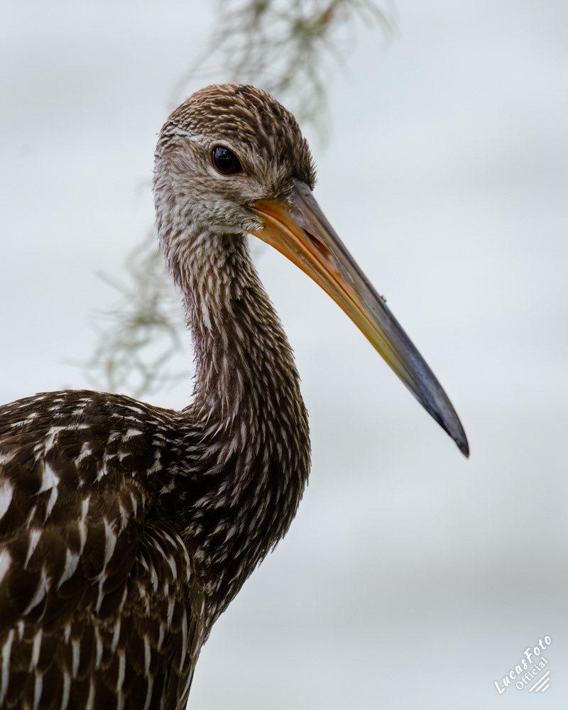 Limpkin