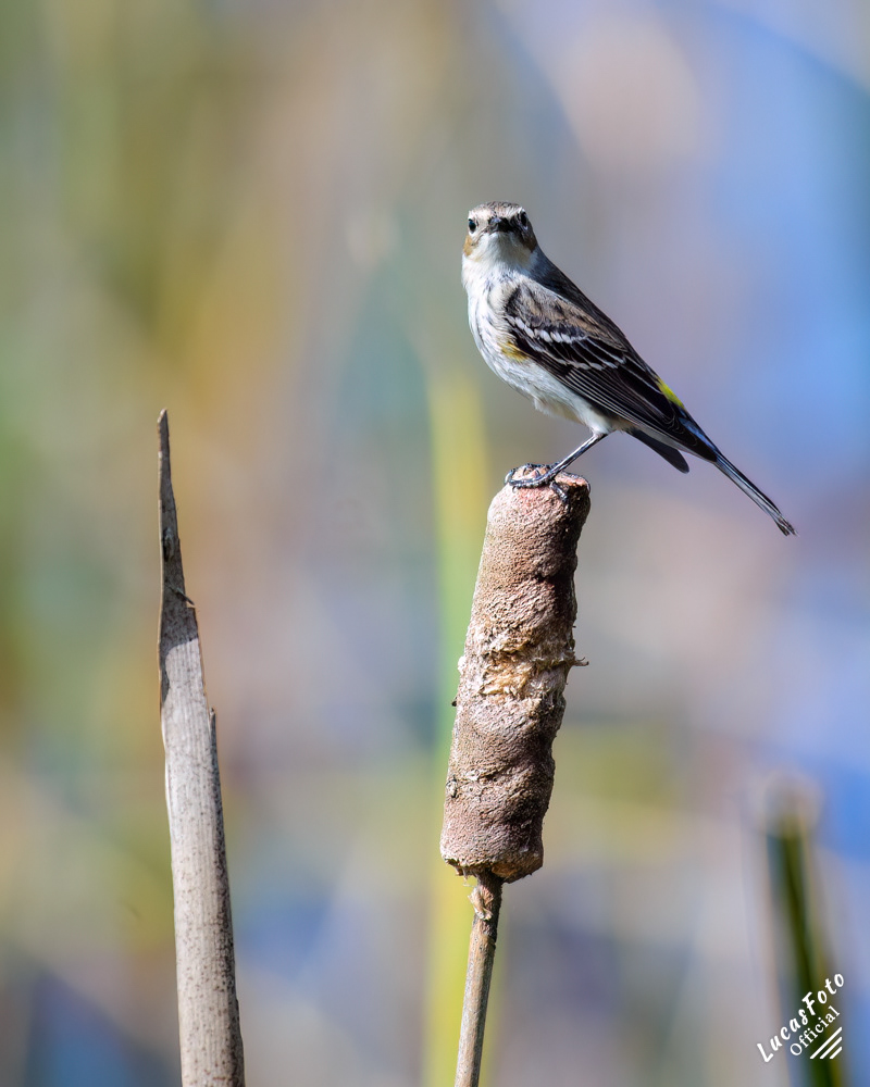 Yellow-rumped Warbler