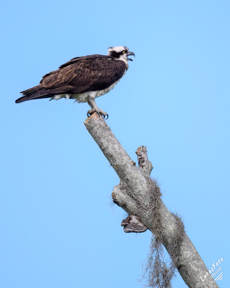 Osprey