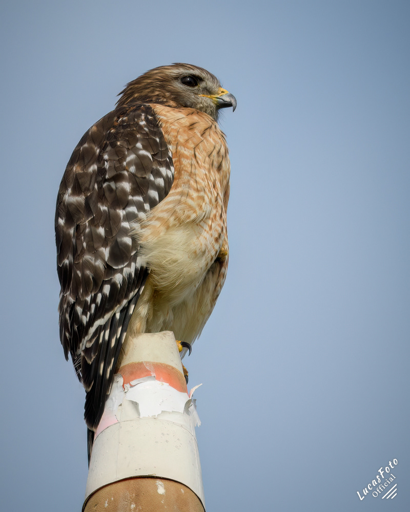 Red-shouldered Hawk
