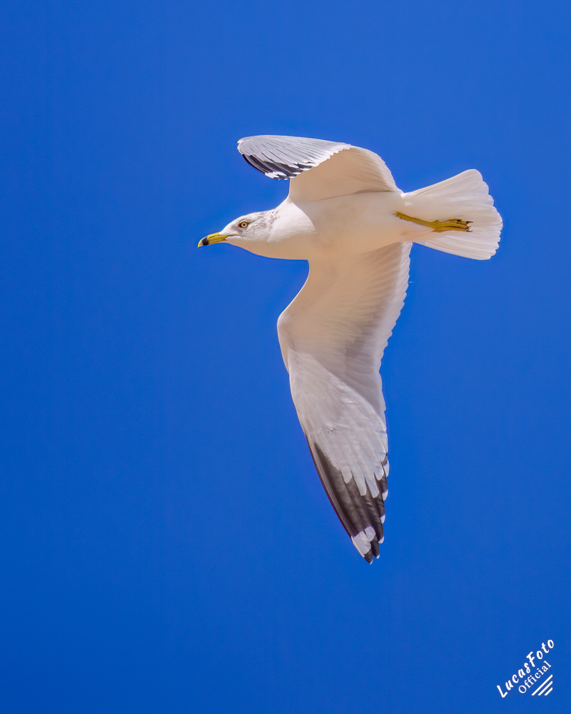 Ring-billed Gull