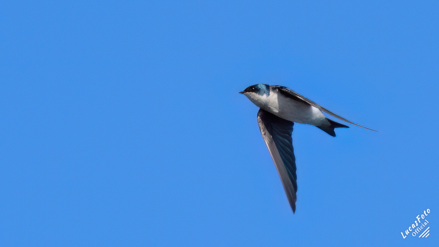 Tree Swallow