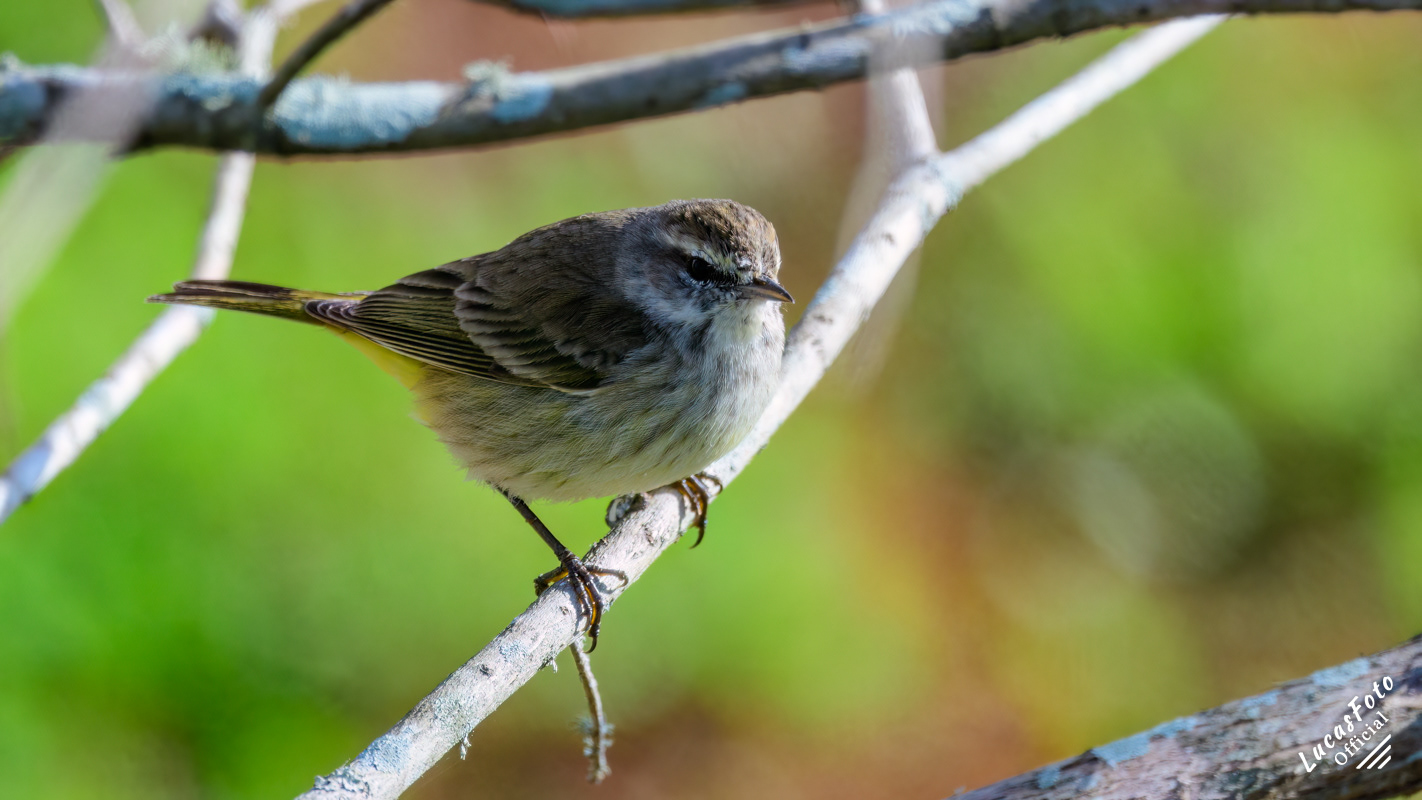 Palm Warbler