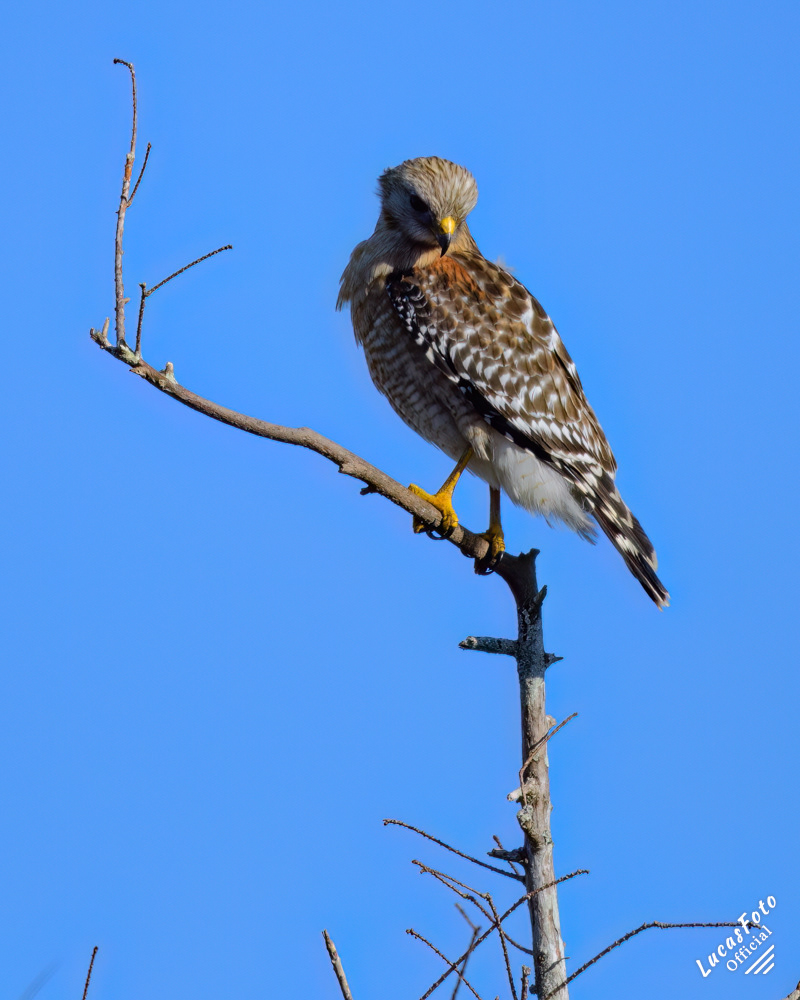 Red-shouldered Hawk