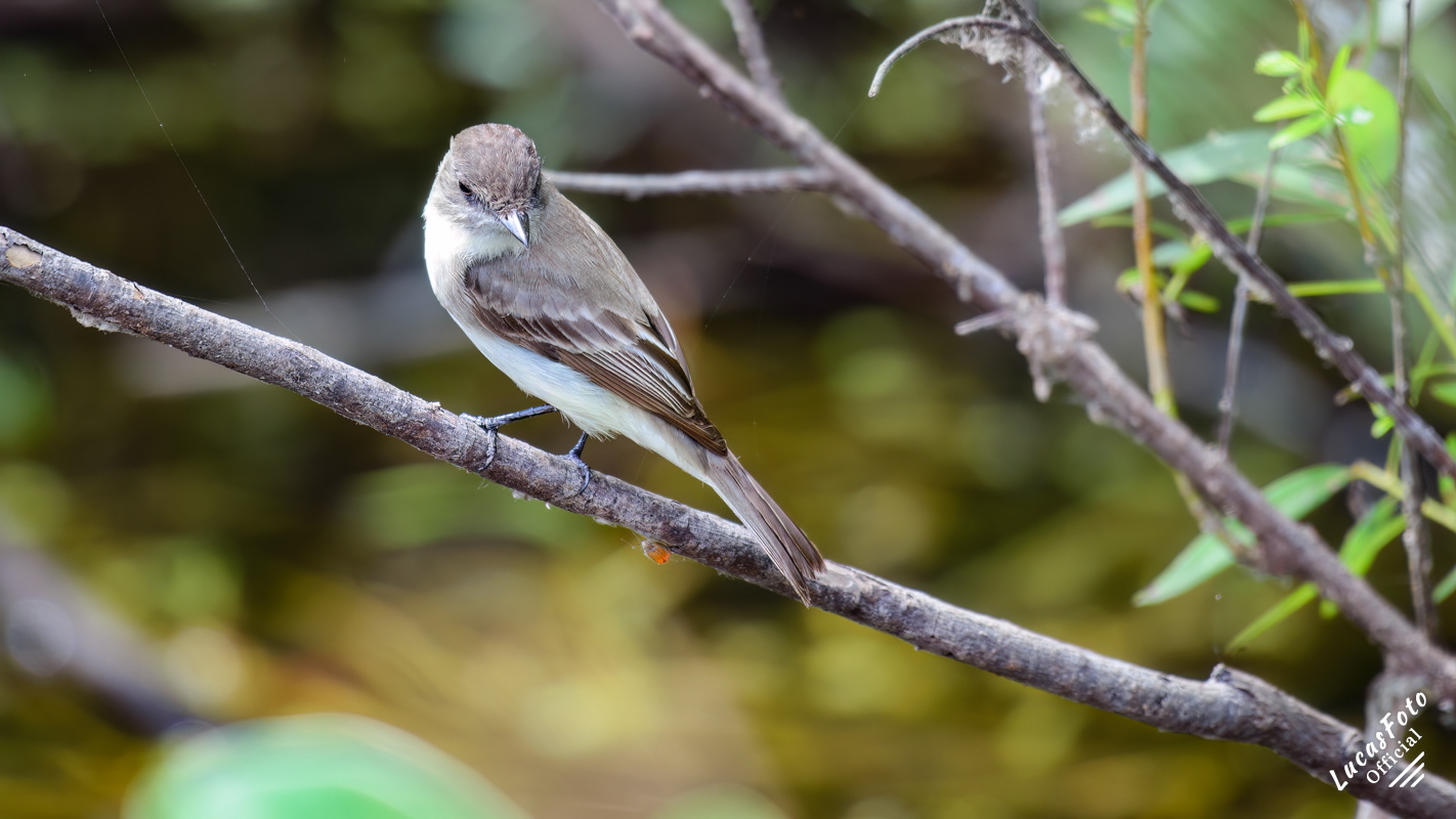 Eastern Phoebe