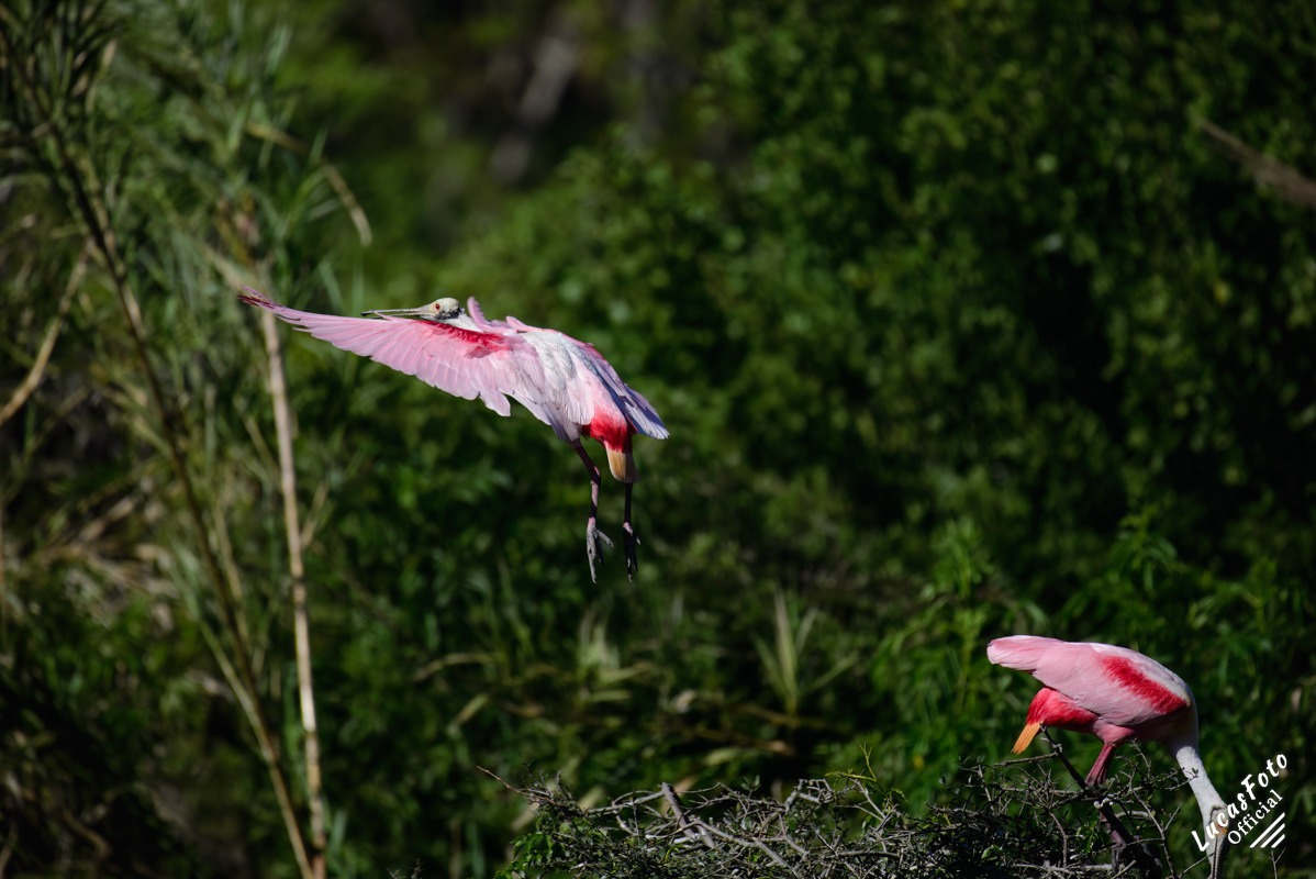 Roseate Spoonbill
