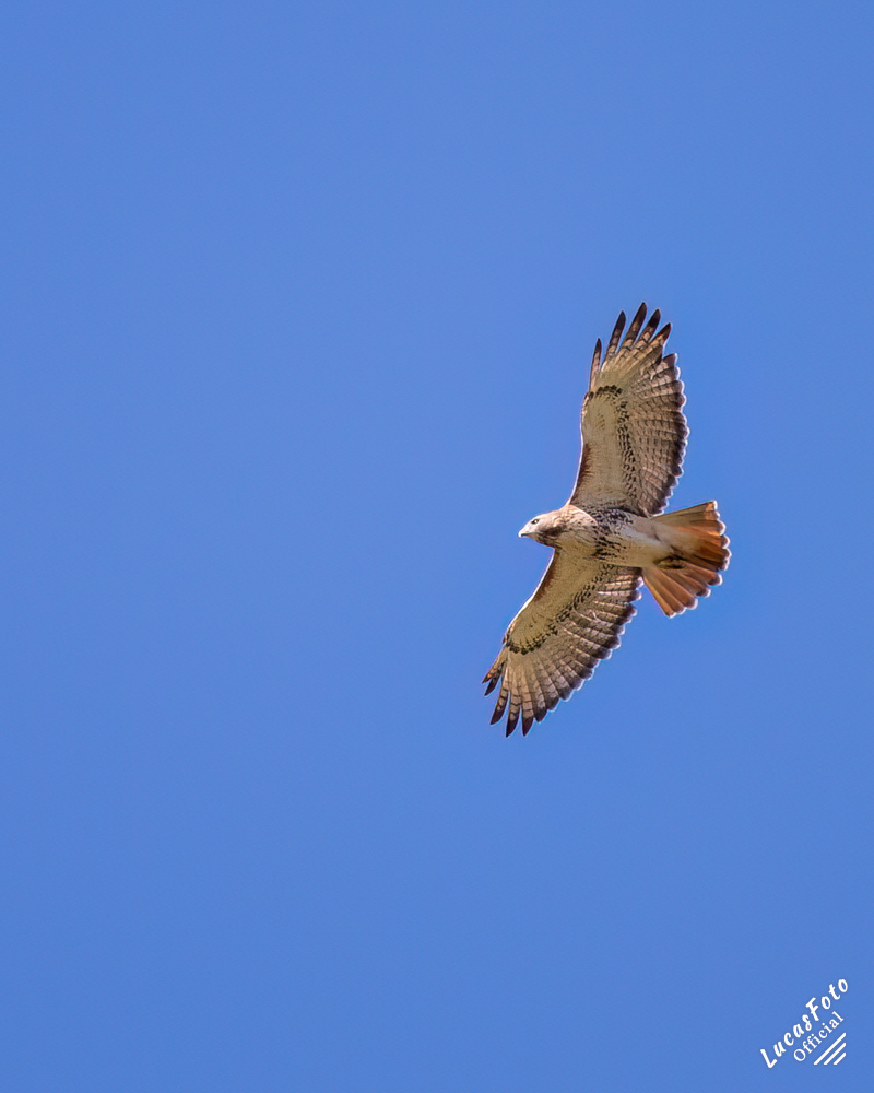Red-tailed Hawk