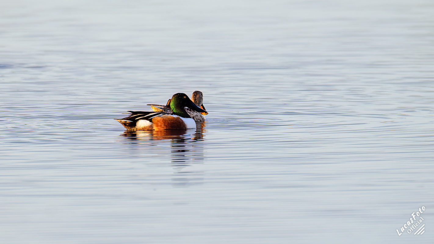 Northern Shoveler