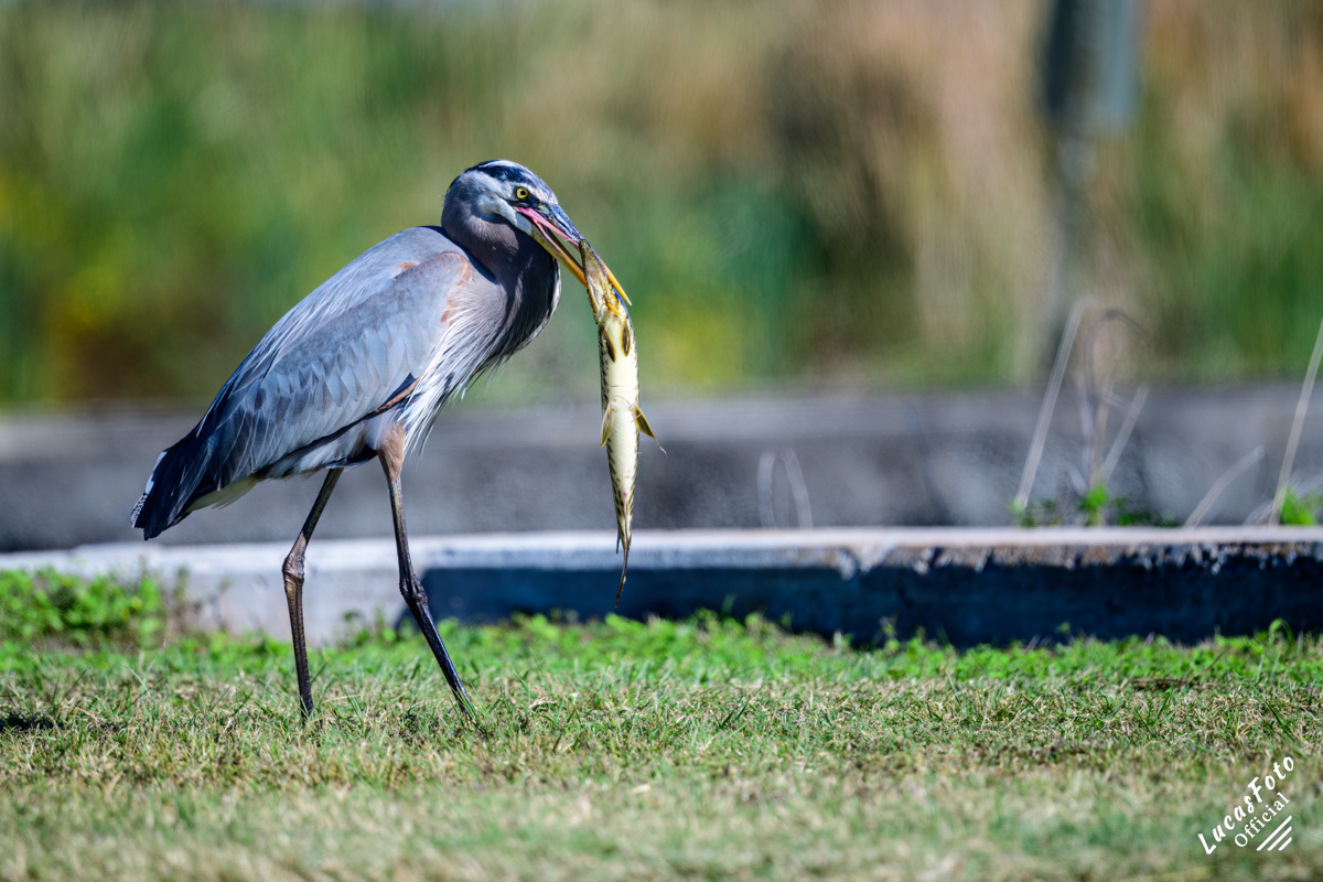 Great Blue Heron