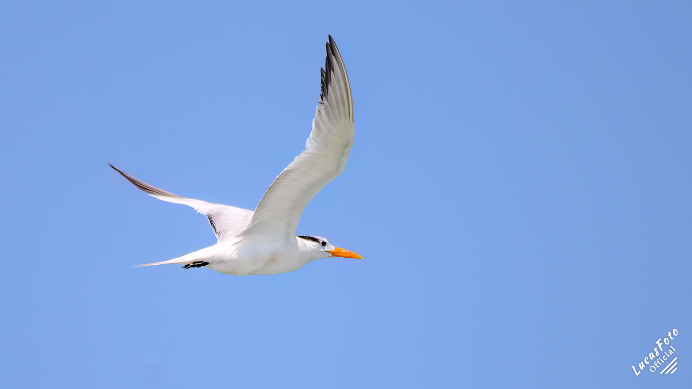 Forster's Tern