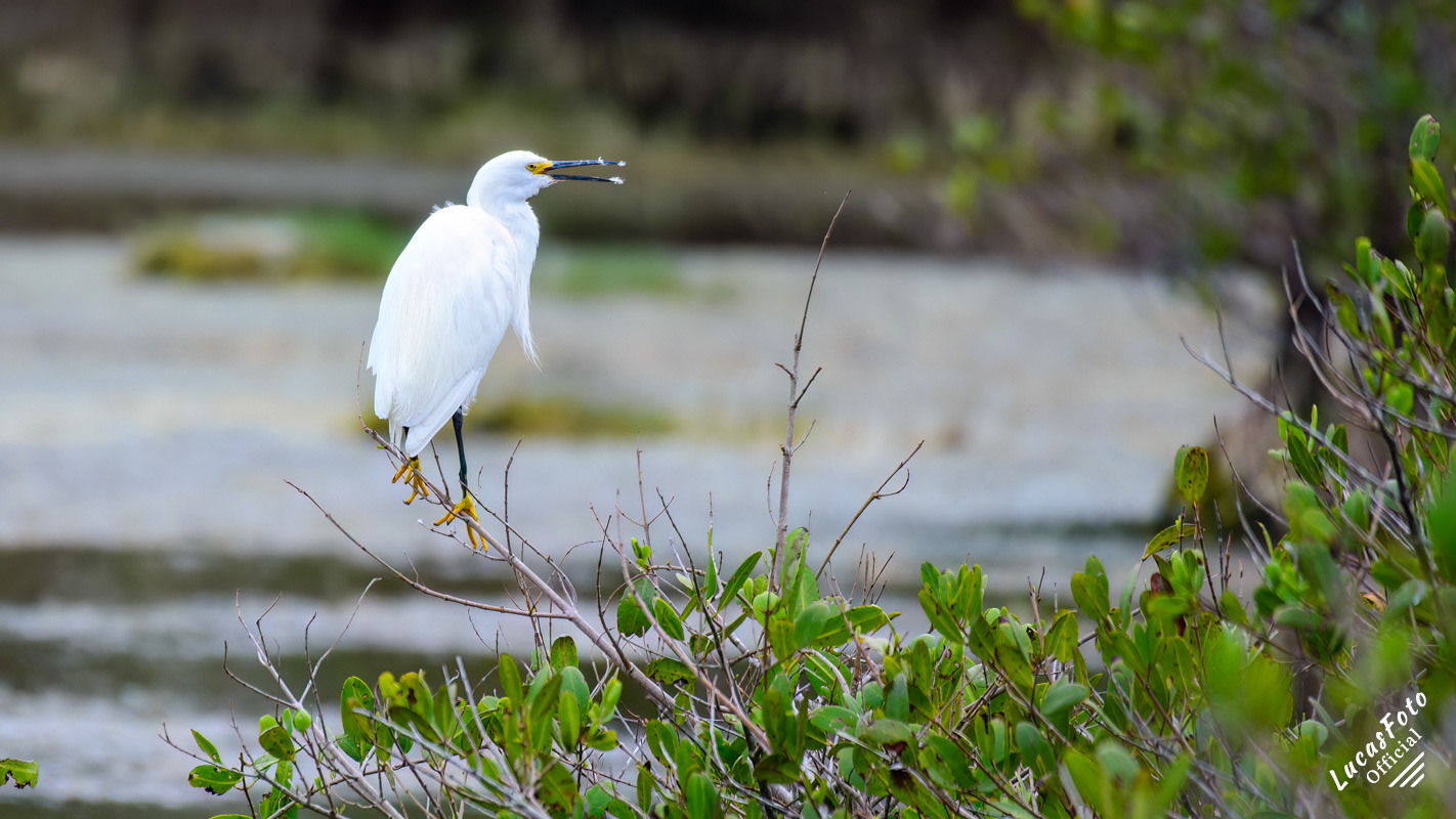 Snowy Egret