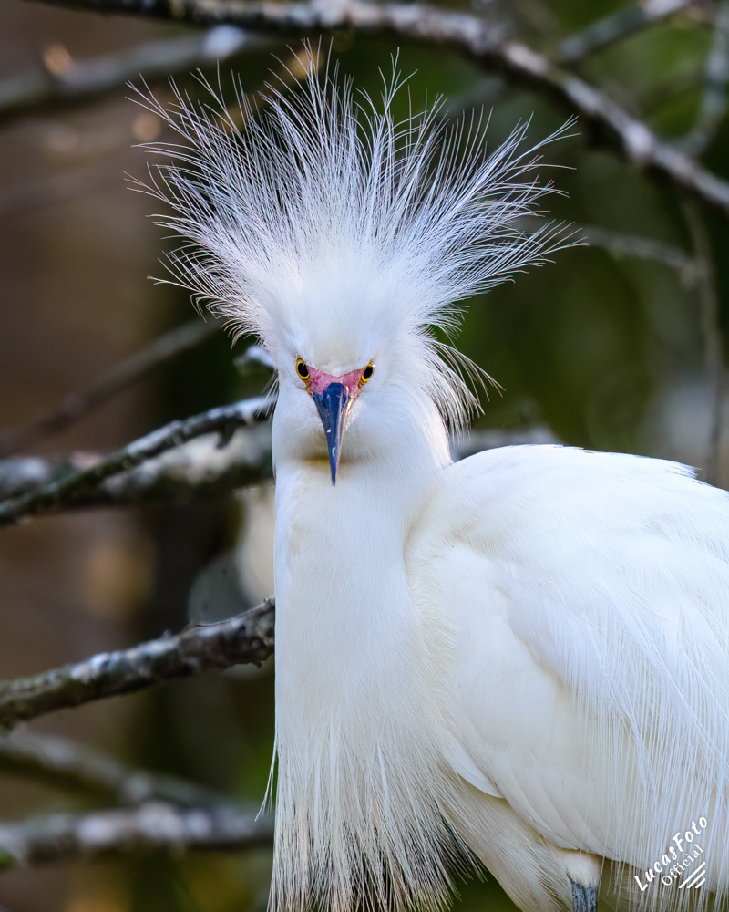 Snowy Egret