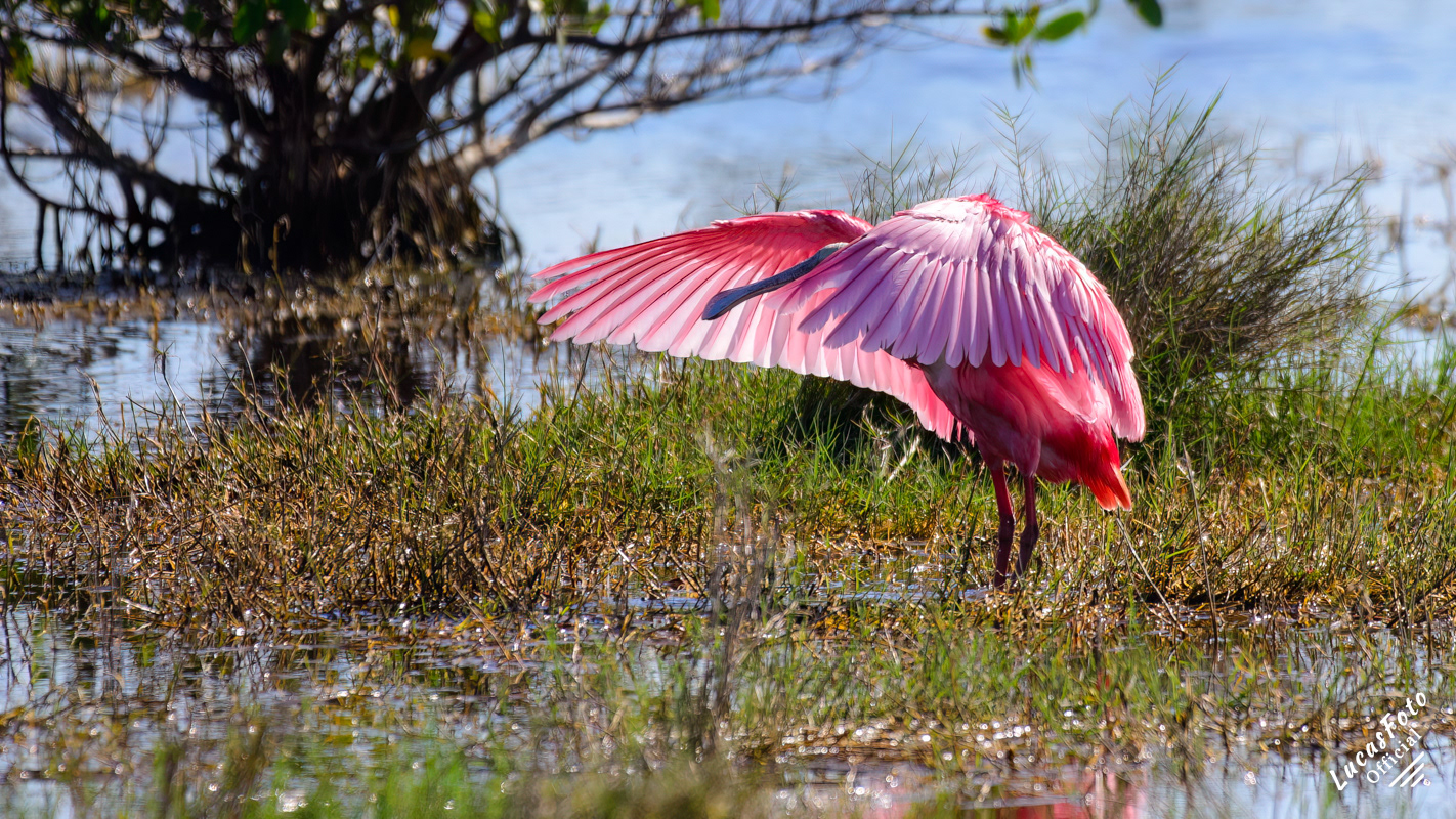 Roseate Spoonbill