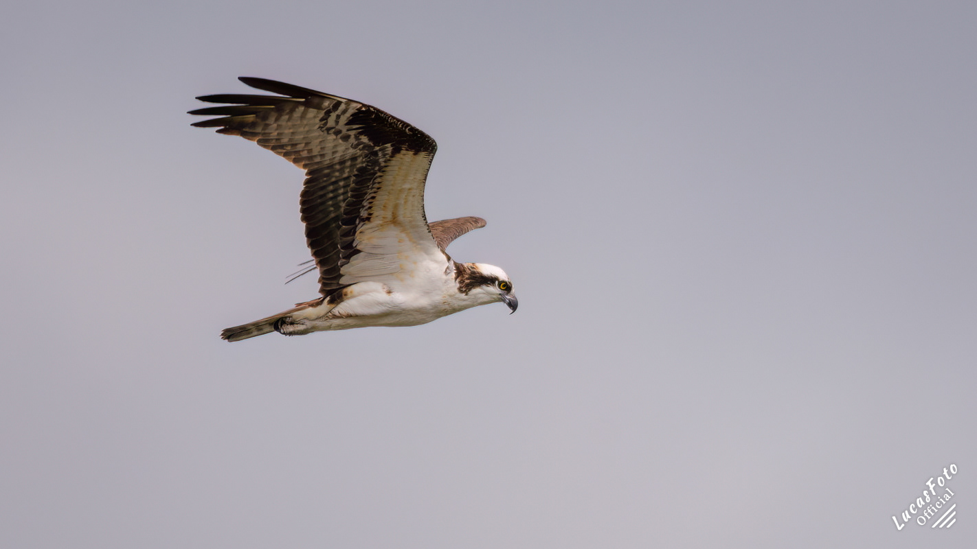Osprey