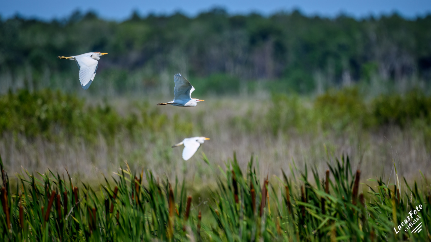 Cattle Egret