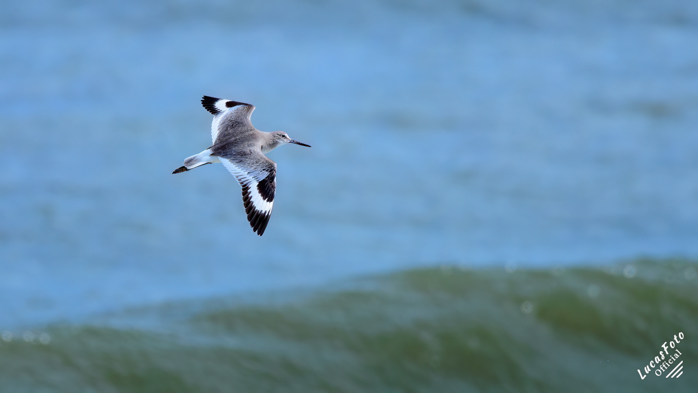 Willet