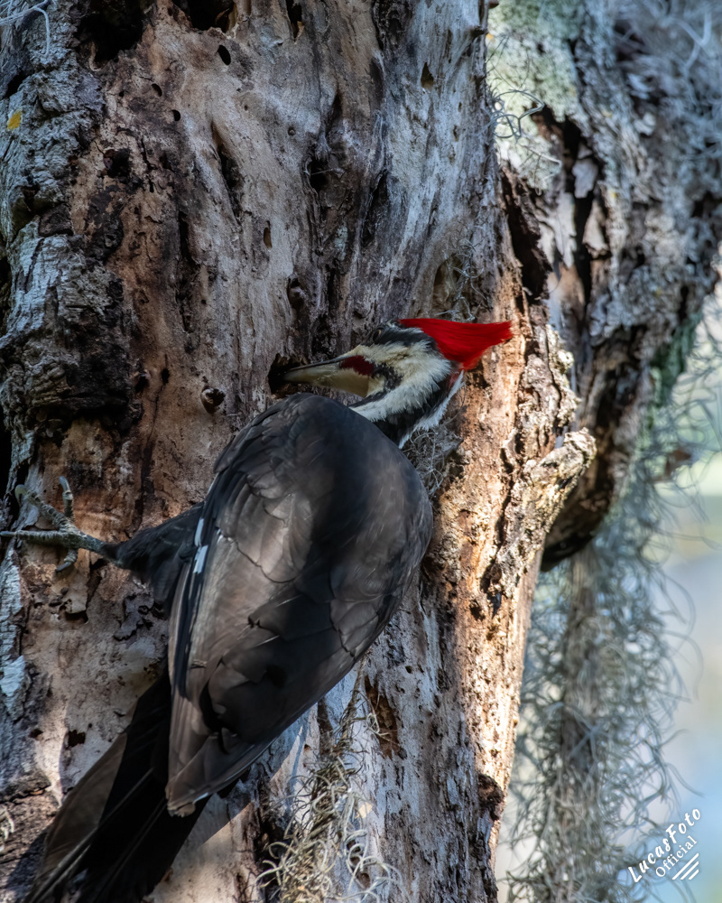Pileated Woodpecker