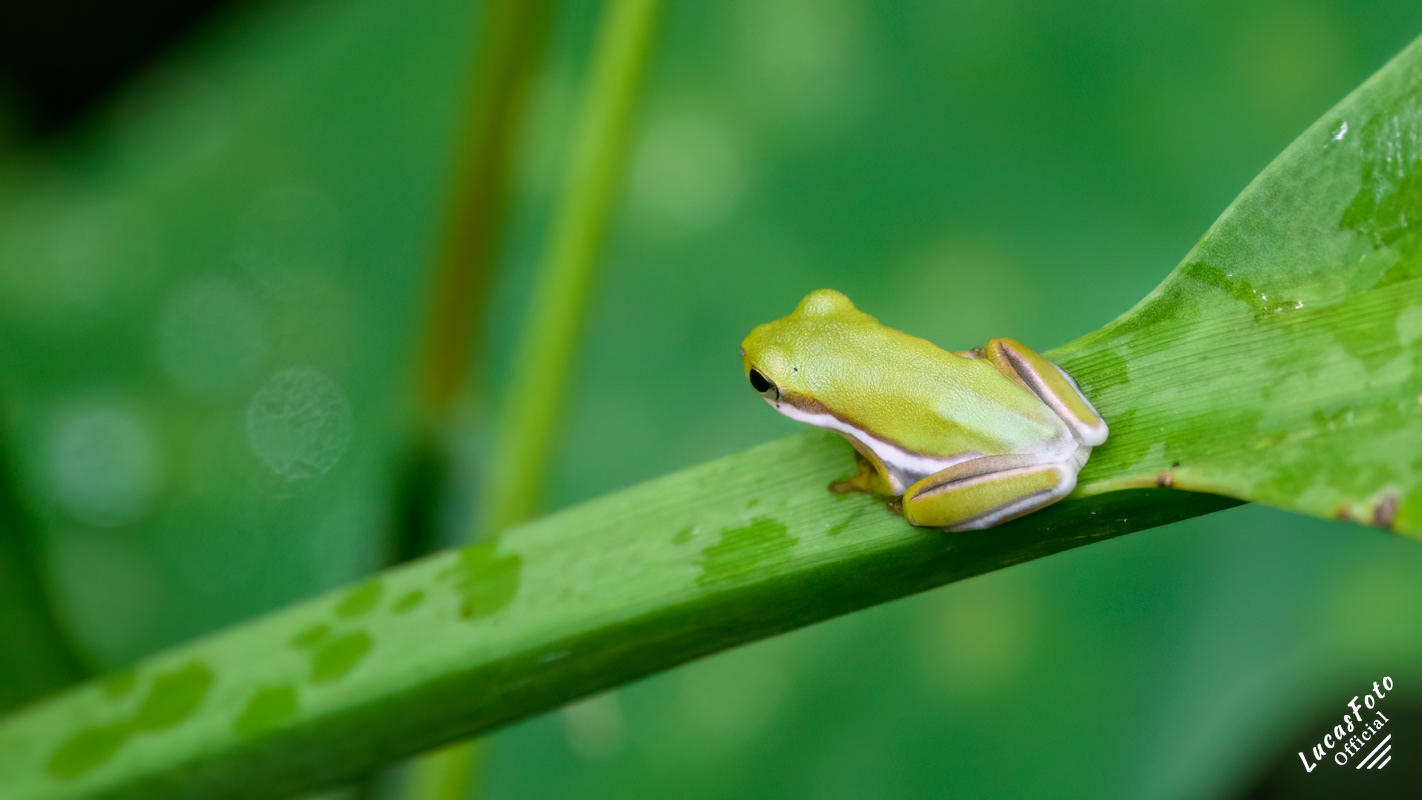Green Treefrog