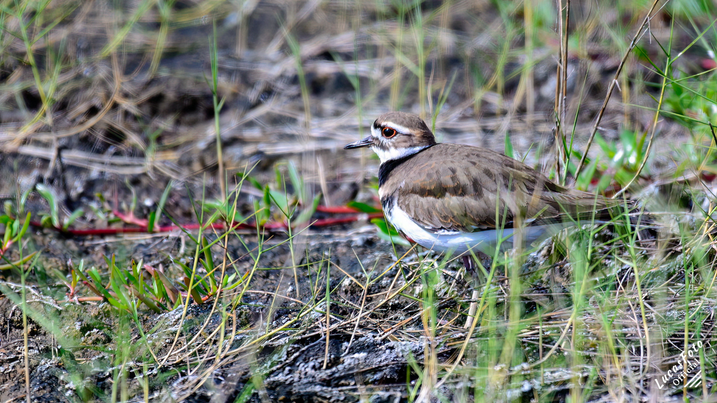 Killdeer