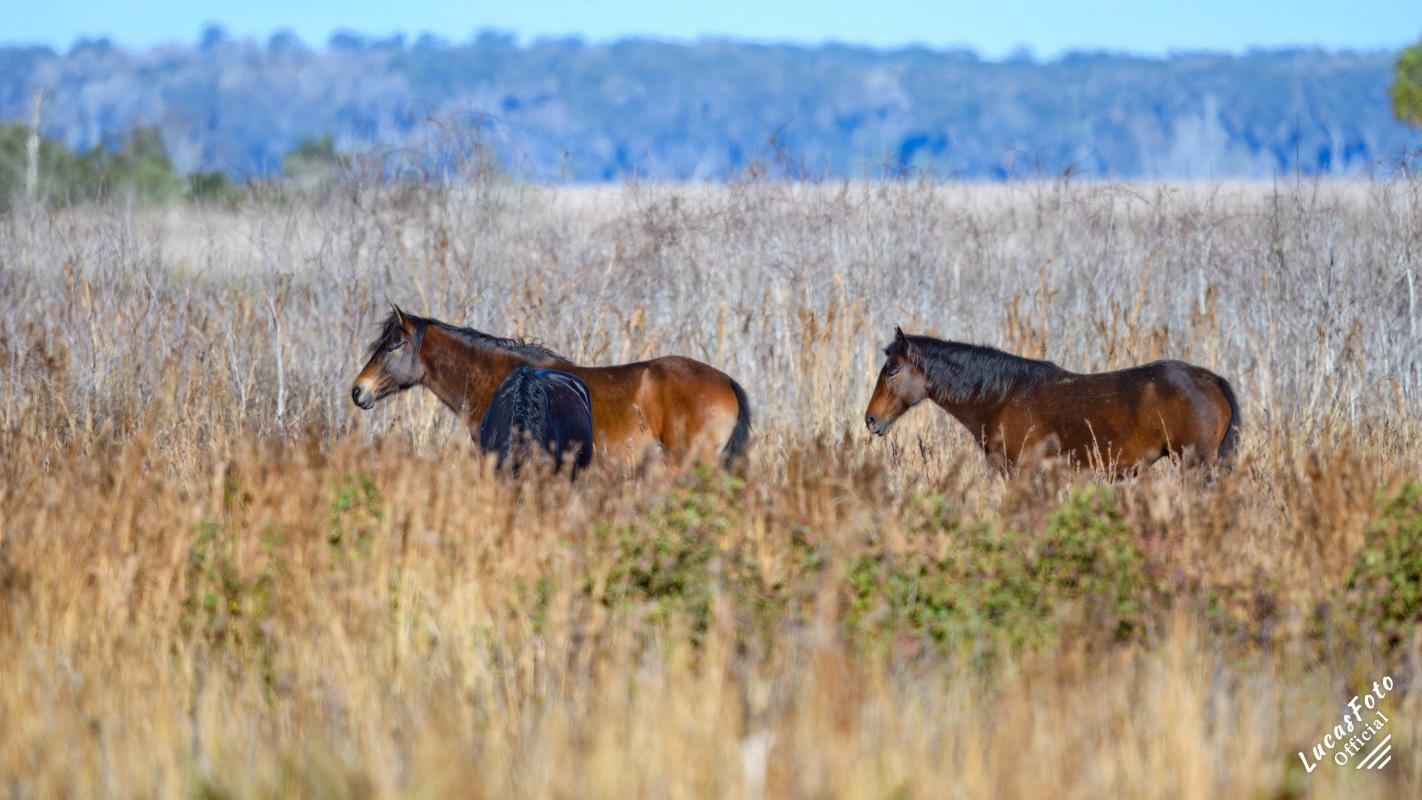 Wild Horse