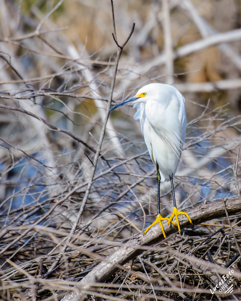 Snowy Egret