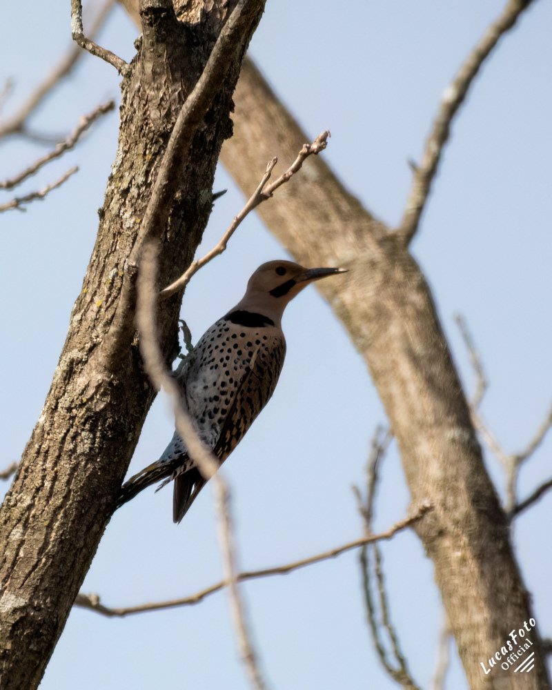 Northern Flicker