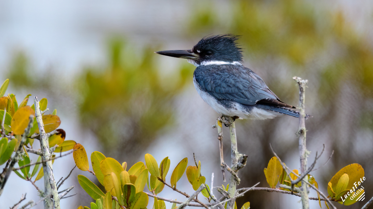Belted Kingfisher