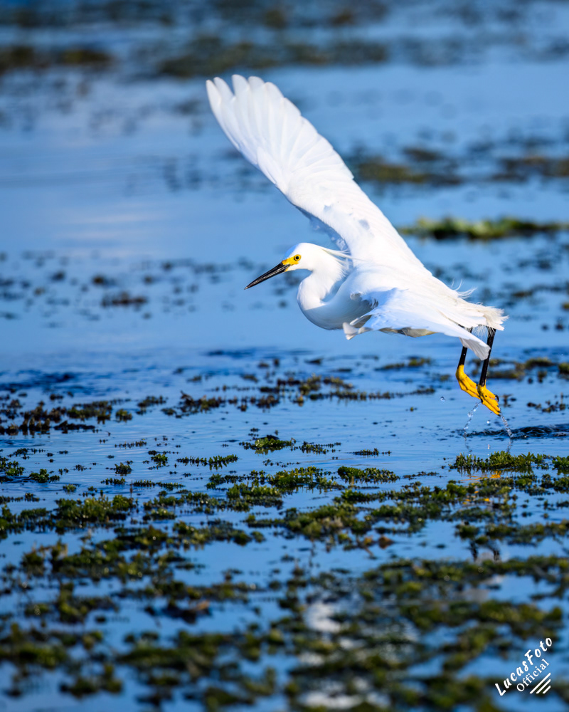 Snowy Egret
