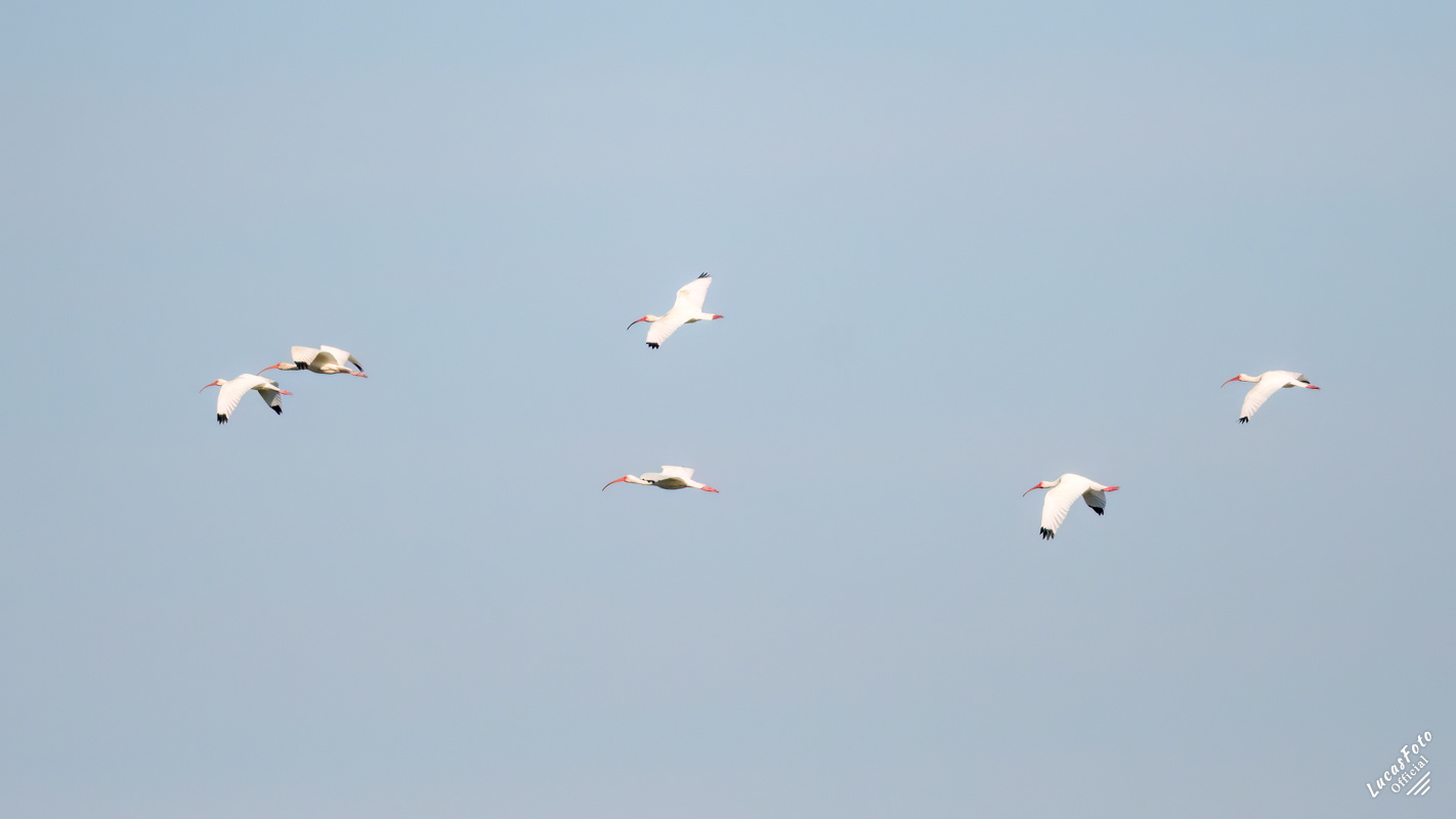 White Ibis