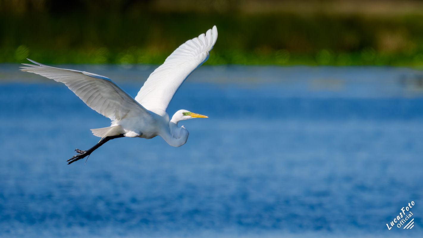 Great Egret