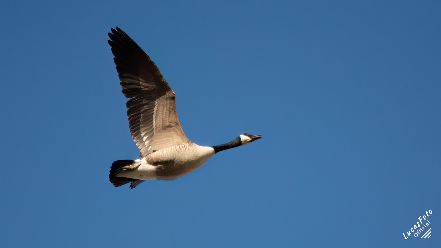Canada Geese