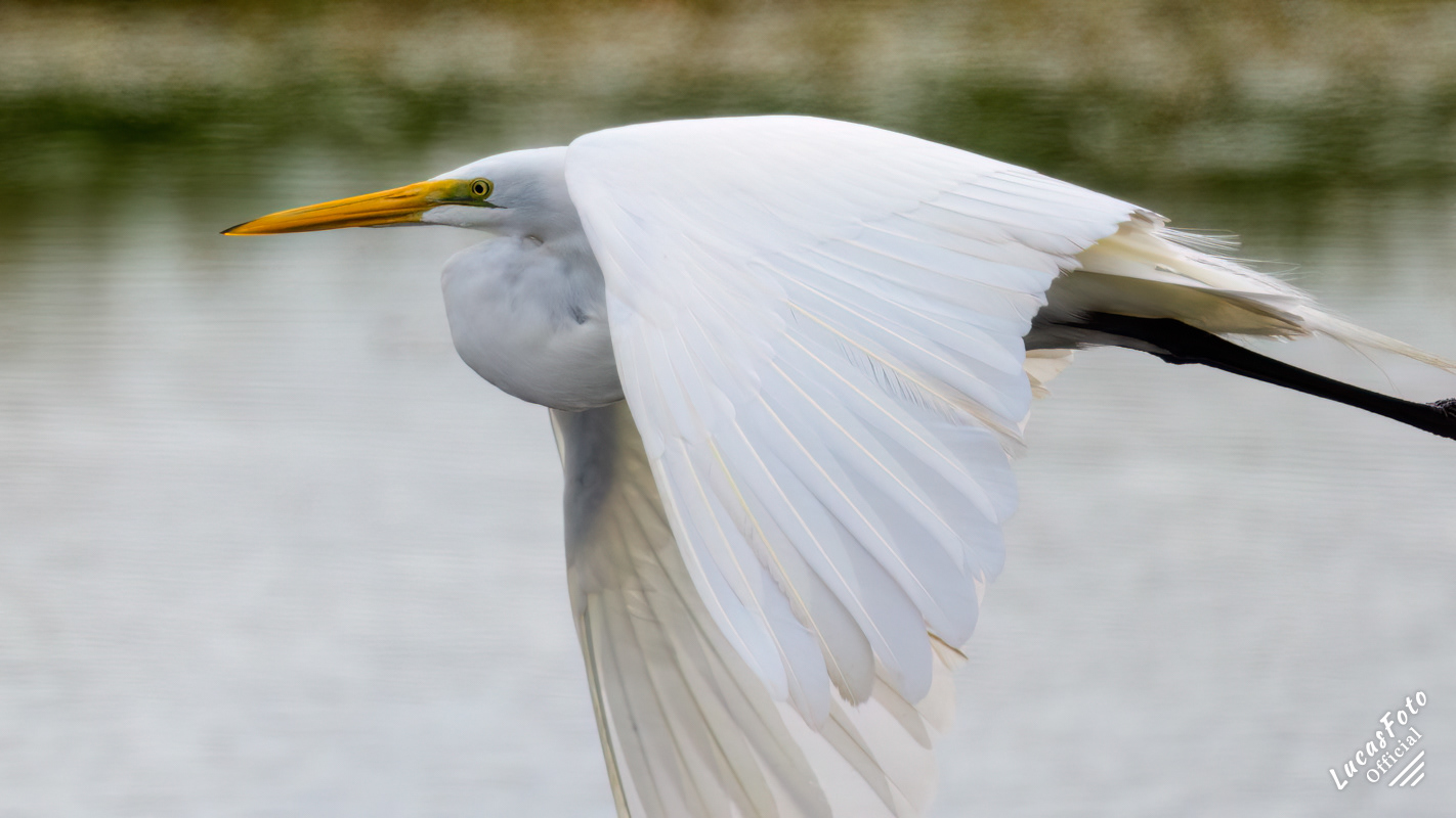 Great Egret